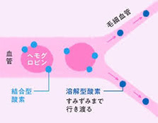 高濃度酸素カプセル&ペット専用酸素カプセル